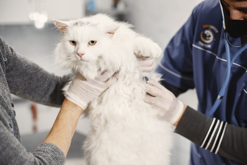 A large fluffy white cat being gently held by two gloved veterinarians during a medical examination in a bright veterinary clinic.