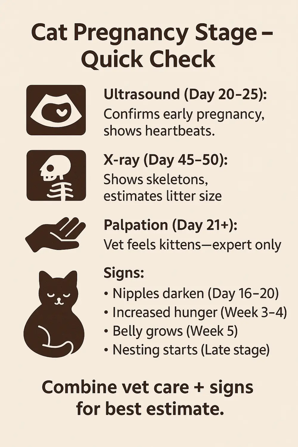Cat pregnancy stage infographic showing ultrasound, x-ray, palpation methods and early pregnancy signs.