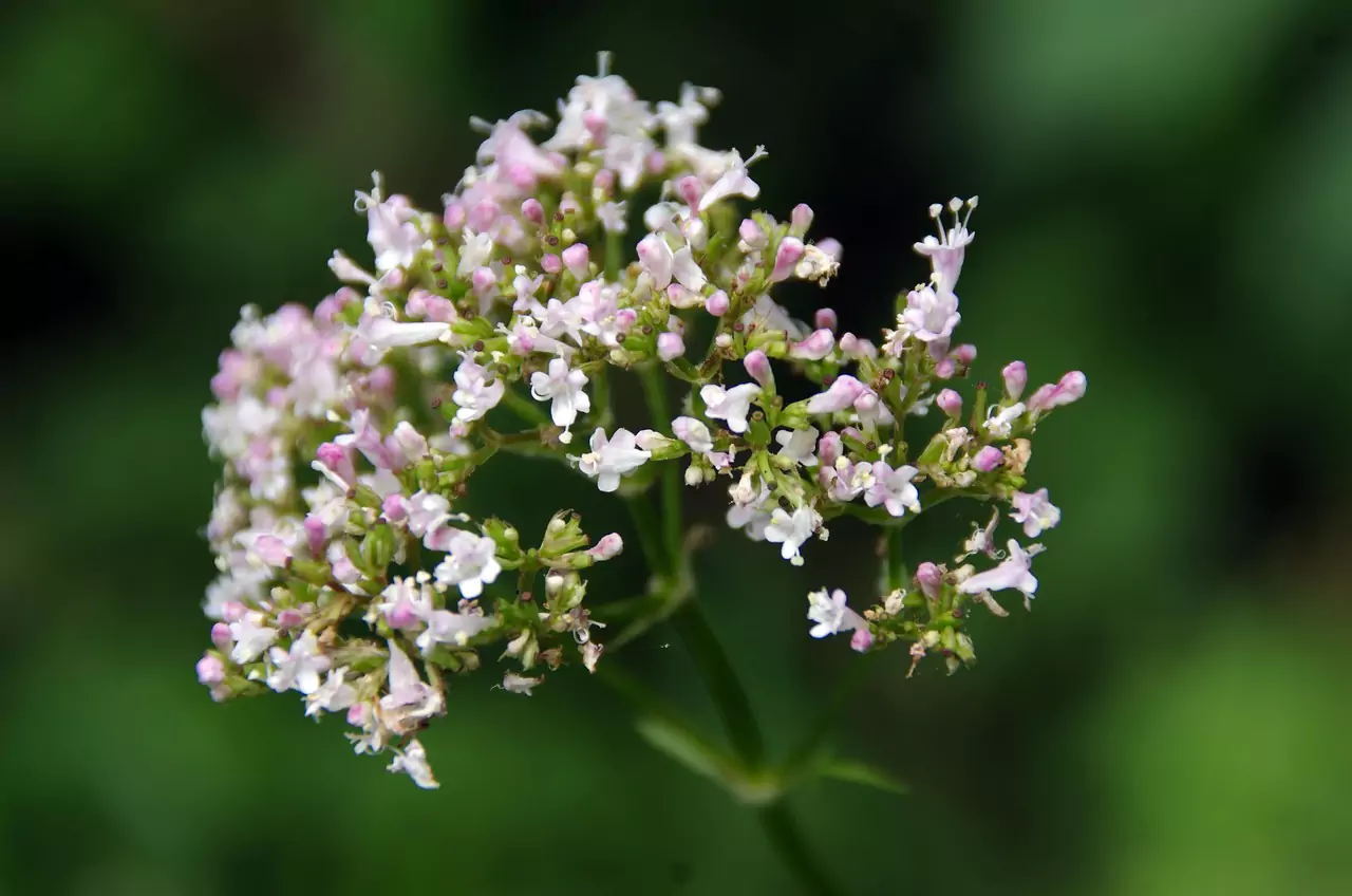 Close-up of delicate small white and pink valerian flowers blooming.